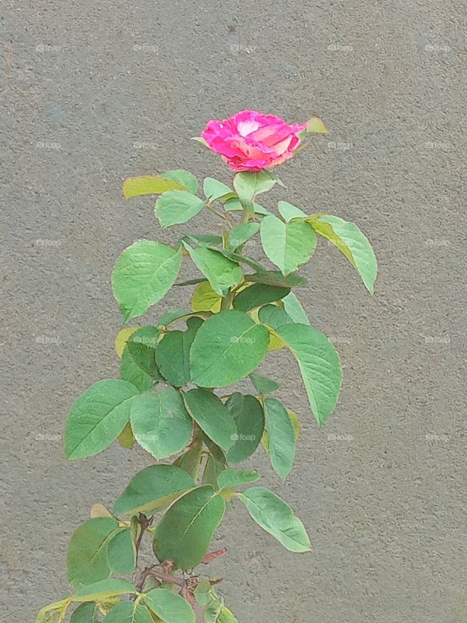 beautiful pink rose picture