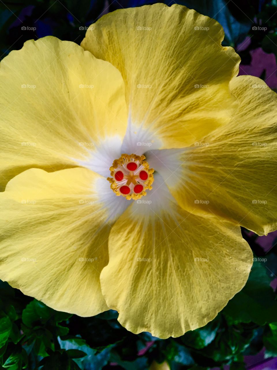 Hibiscus . Flowers along the way