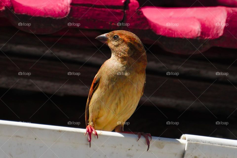 Bird seeing a photographer while taking photo