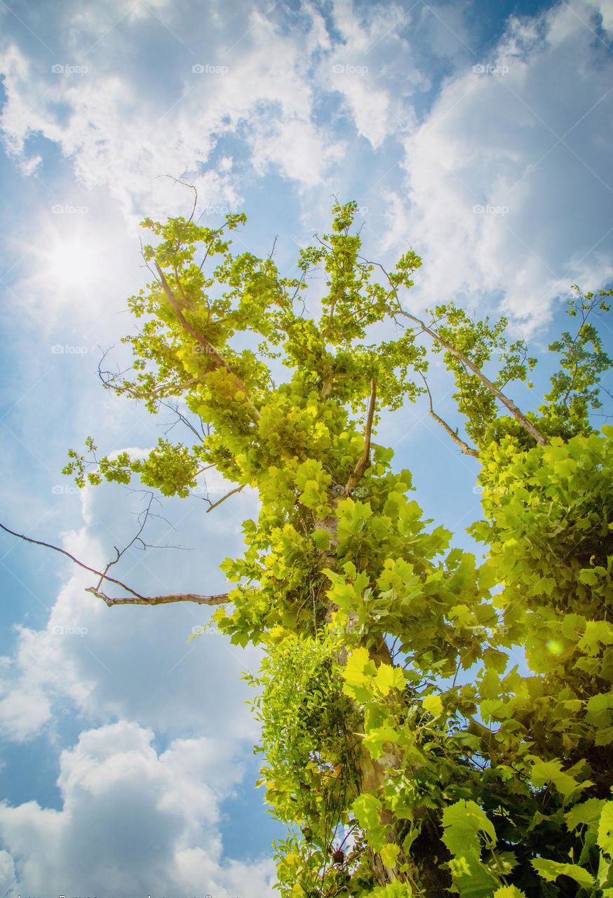 tree and sky