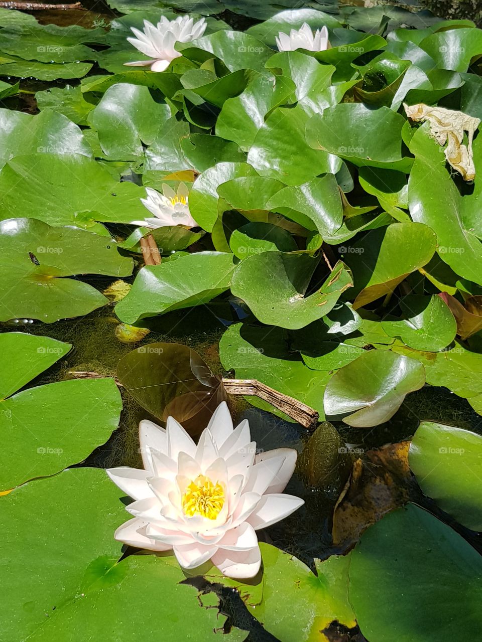 Water lily, summer,,flowers, beautiful 🌞🌞🌞🌞🌞