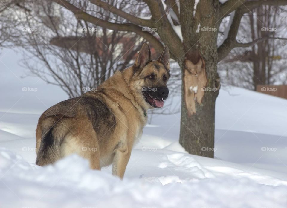 Beautiful adolescent German Shepherd standing in a snowbank.