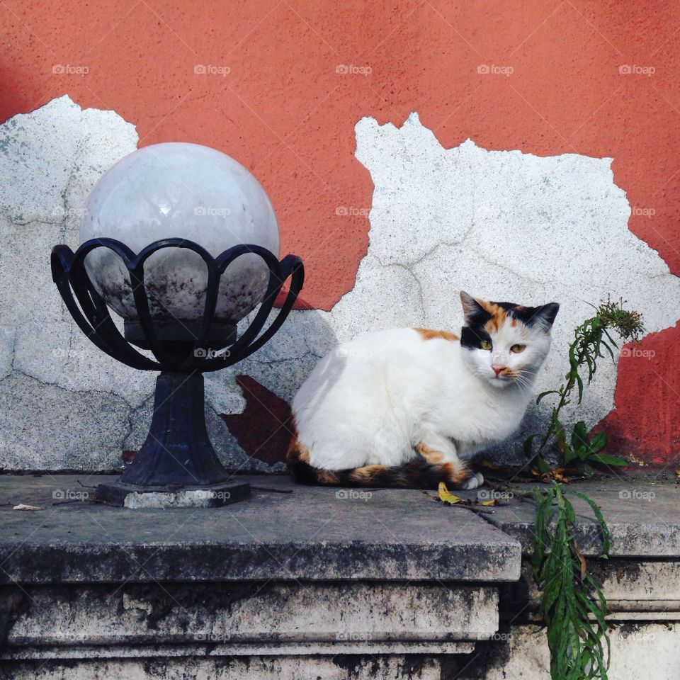 cat on the bright wall