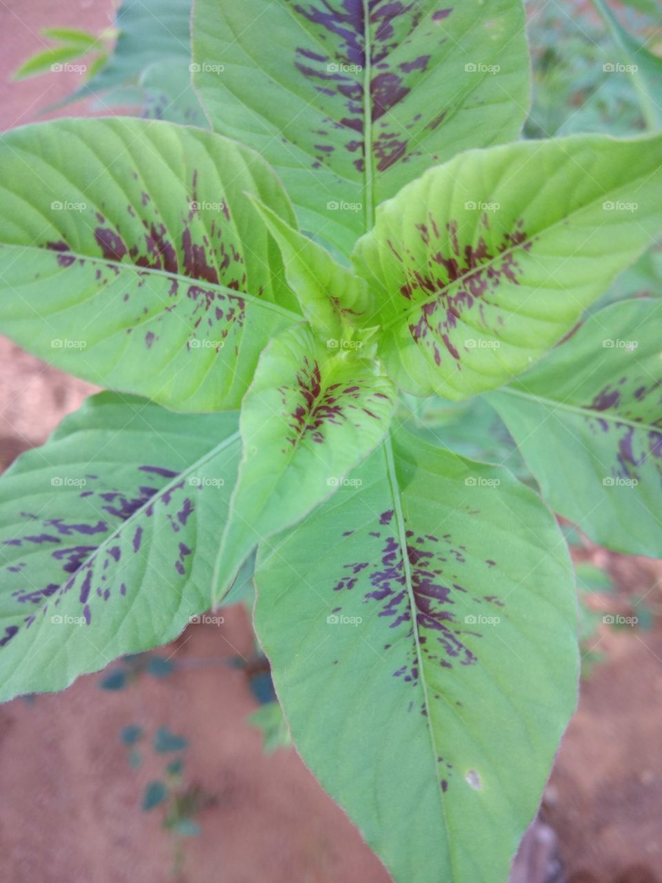 dotted leaf with natural mixing of molecular intrusion