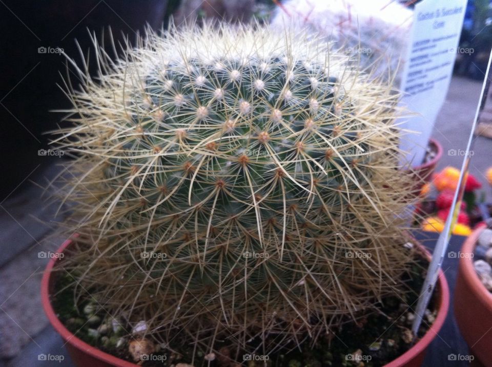 Cactus