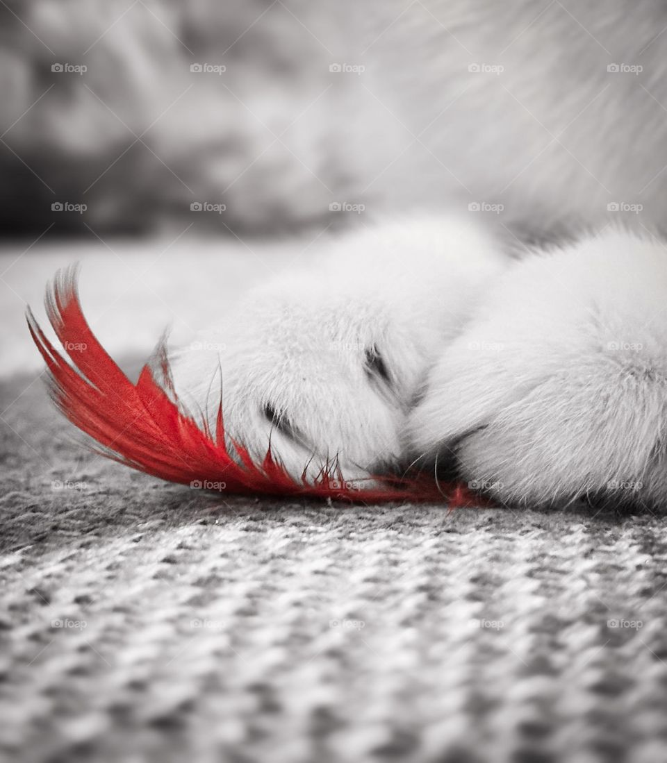 Feather under paws
