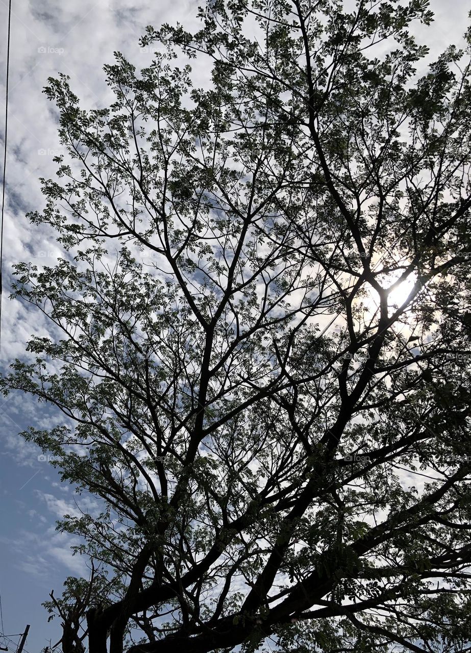 Lights into the tree,Rays from to the sun. Come to the point.!!!