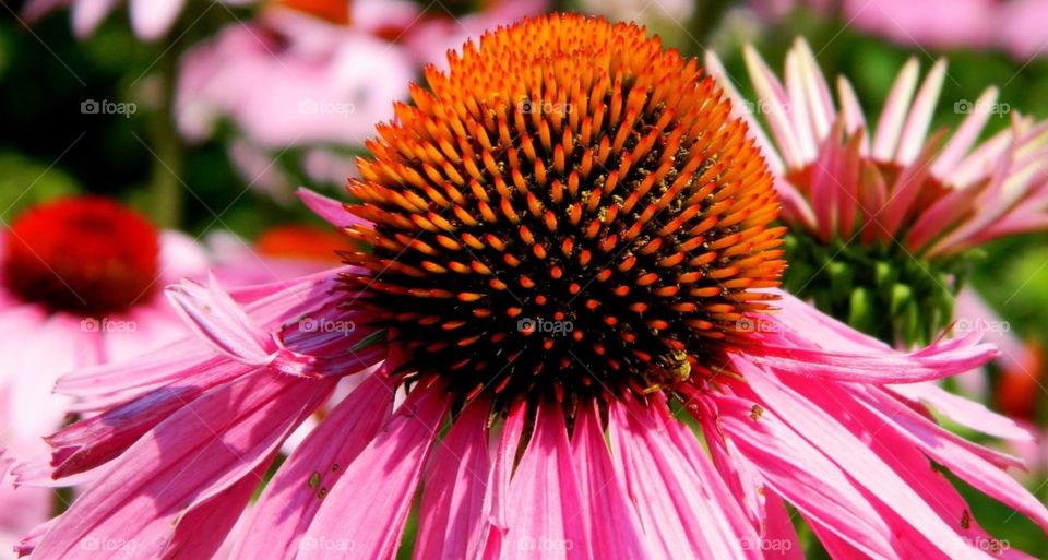 Pink Flower