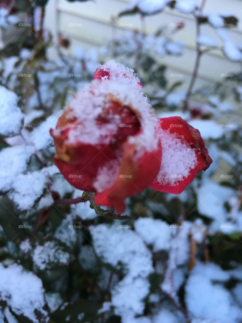 Roses with snow on them 