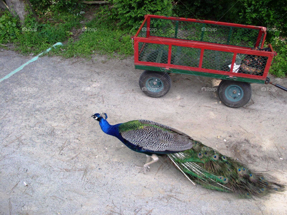 Bird, One, Nature, No Person, Zoo