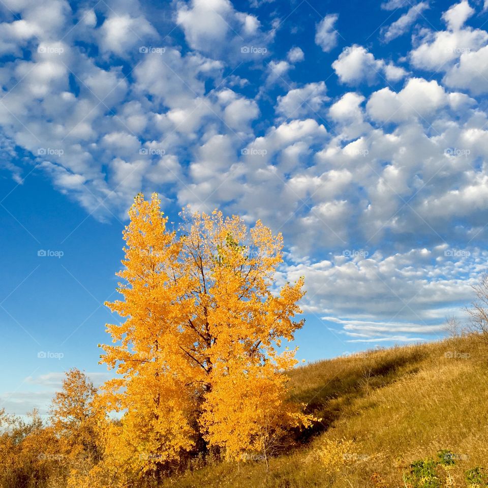 Yellow Autumn Leaves 