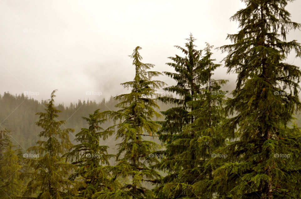 nature trees forest woods by refocusphoto