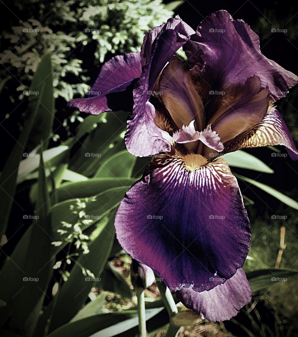 Muted iris