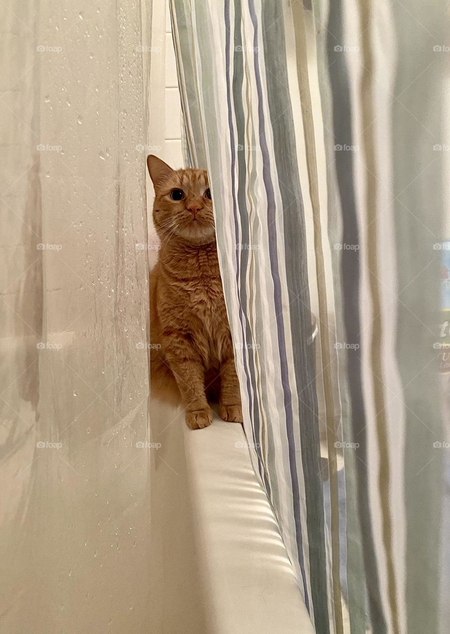 An orange cat sitting on the edge of a bathtub in between the shower curtains