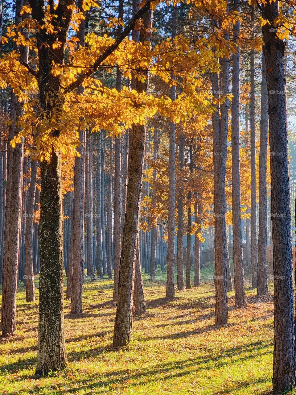 Autumn Forest