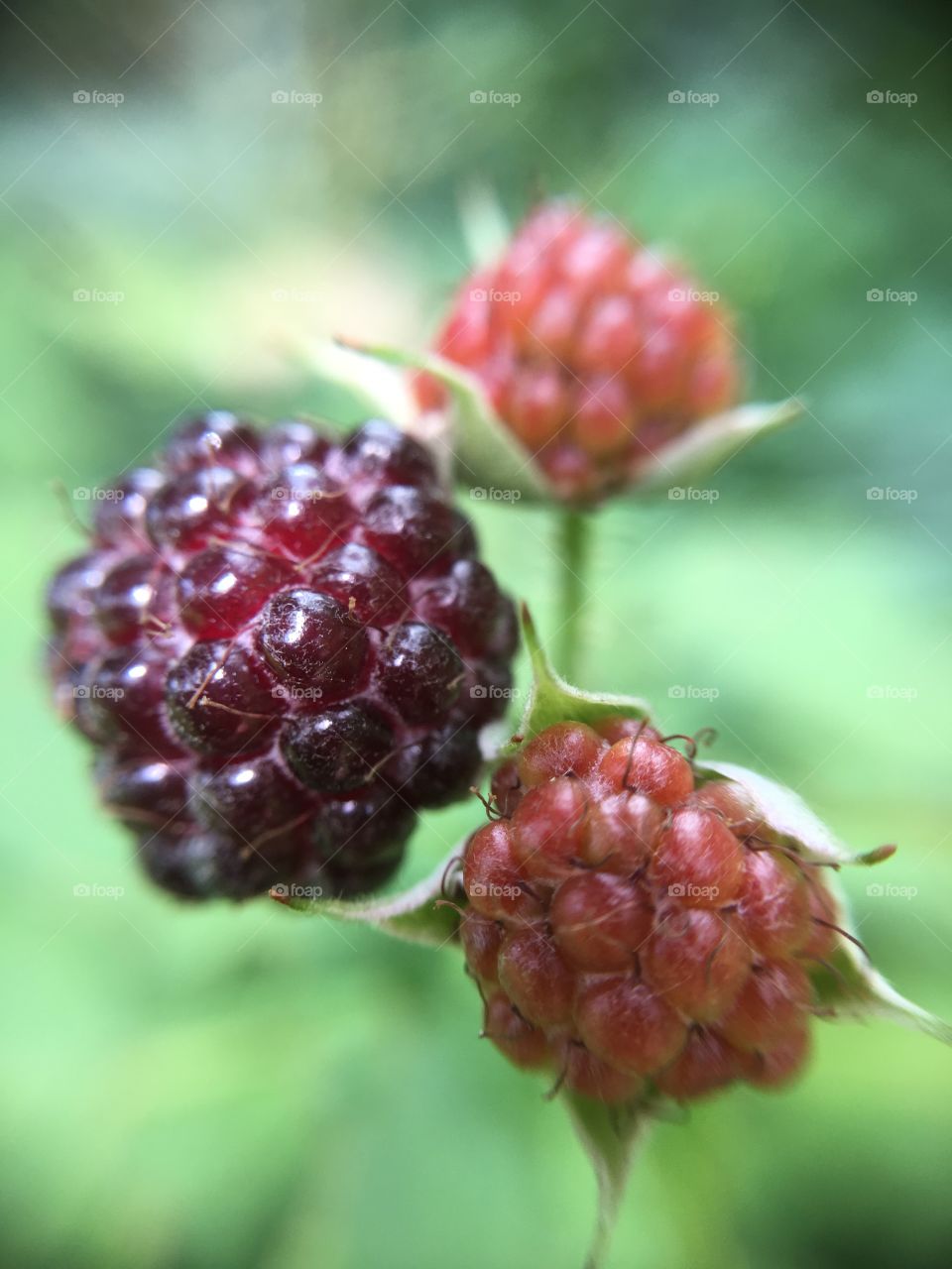 Blackberries 