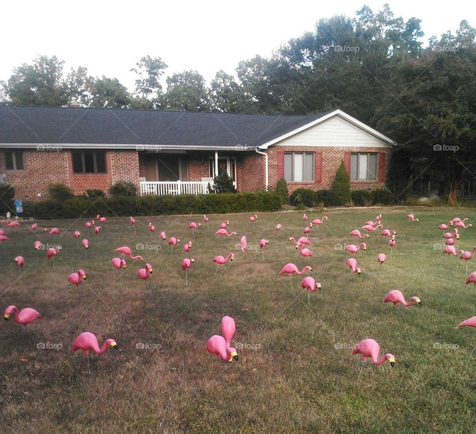 Flocked house by pink flamingos 