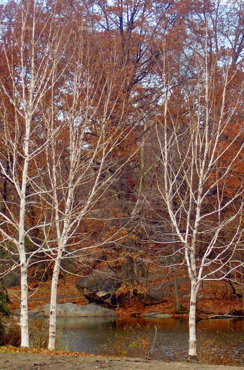 White barked trees in fall