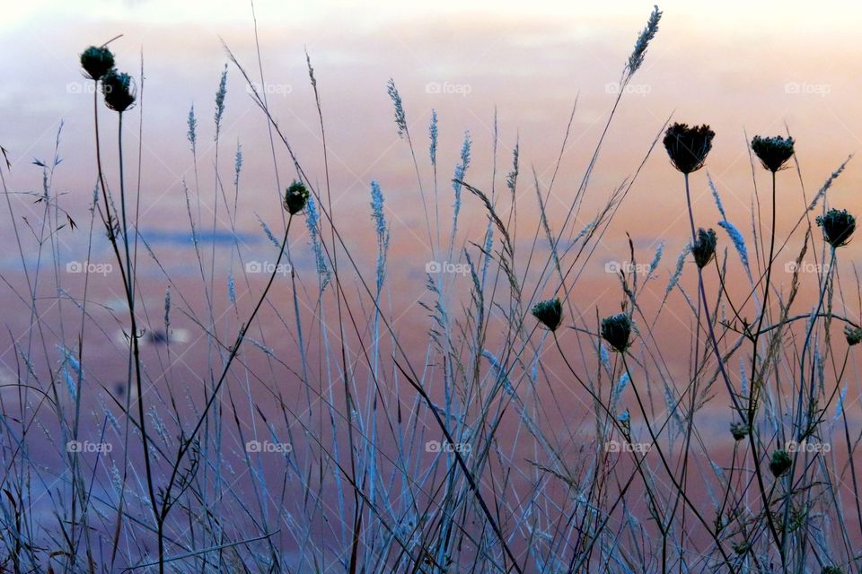 light on the marsh