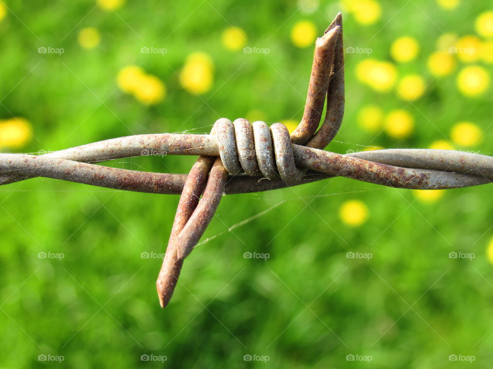 barbed wire