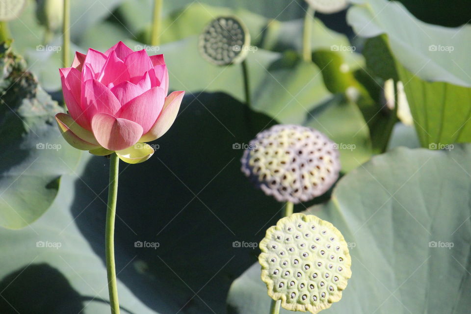 Nature's Beauty, flower