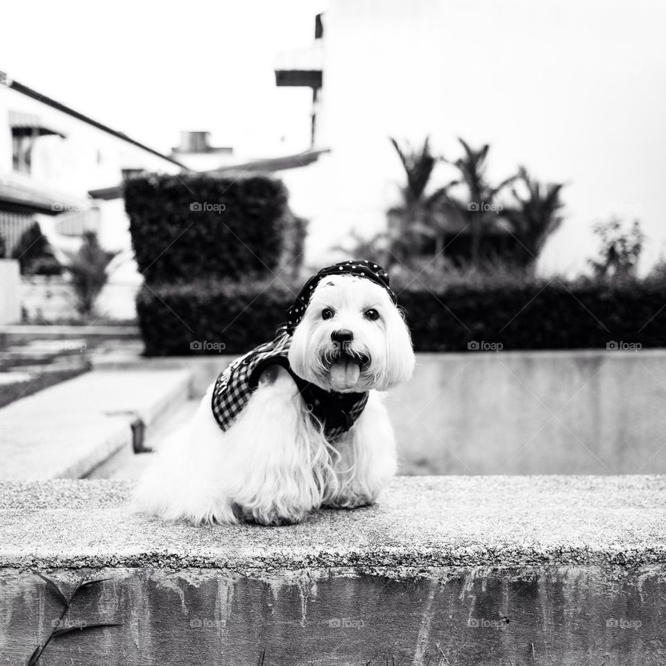 Cute westie dog with outfit