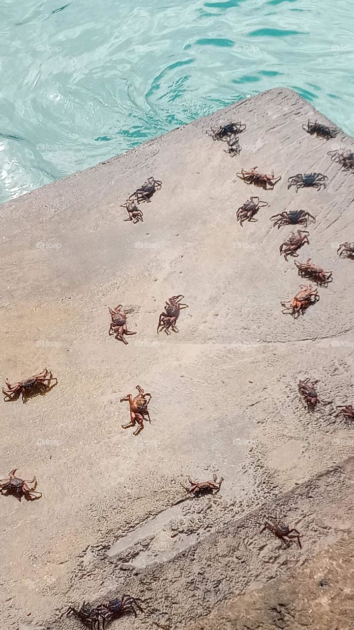 Crabs