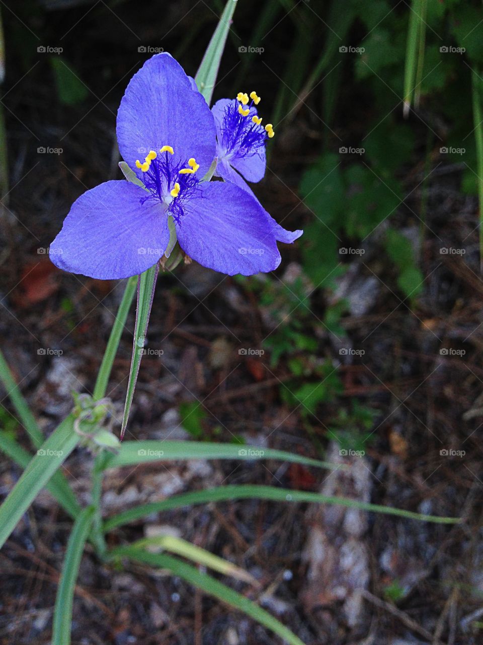 Purple flower