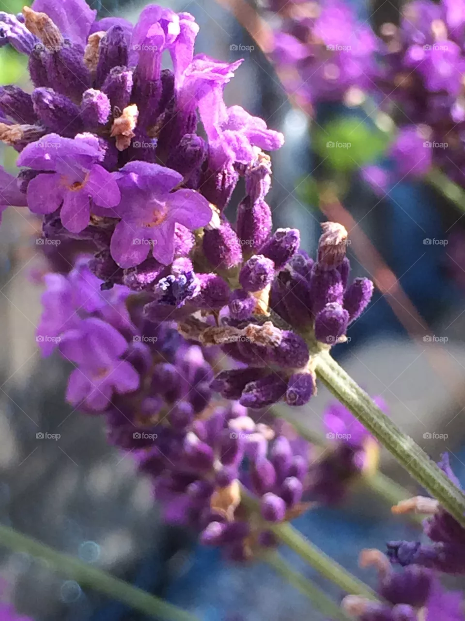 Lavender 