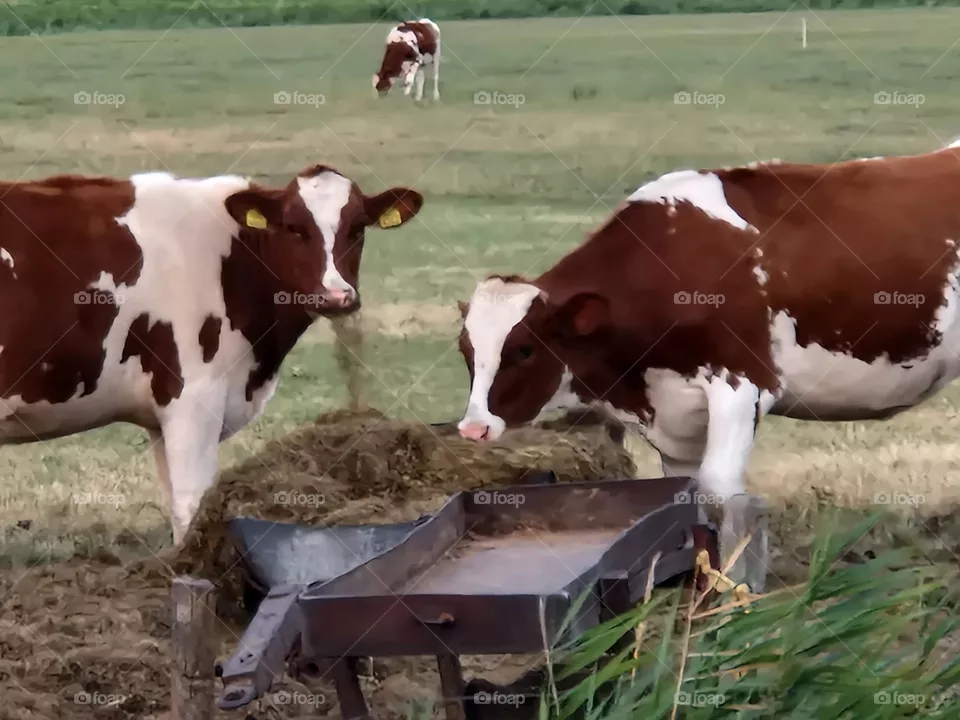 Two calves eating summer evening