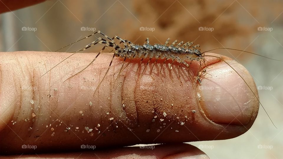 Invertebrate, Insect, Food, Closeup, Animal