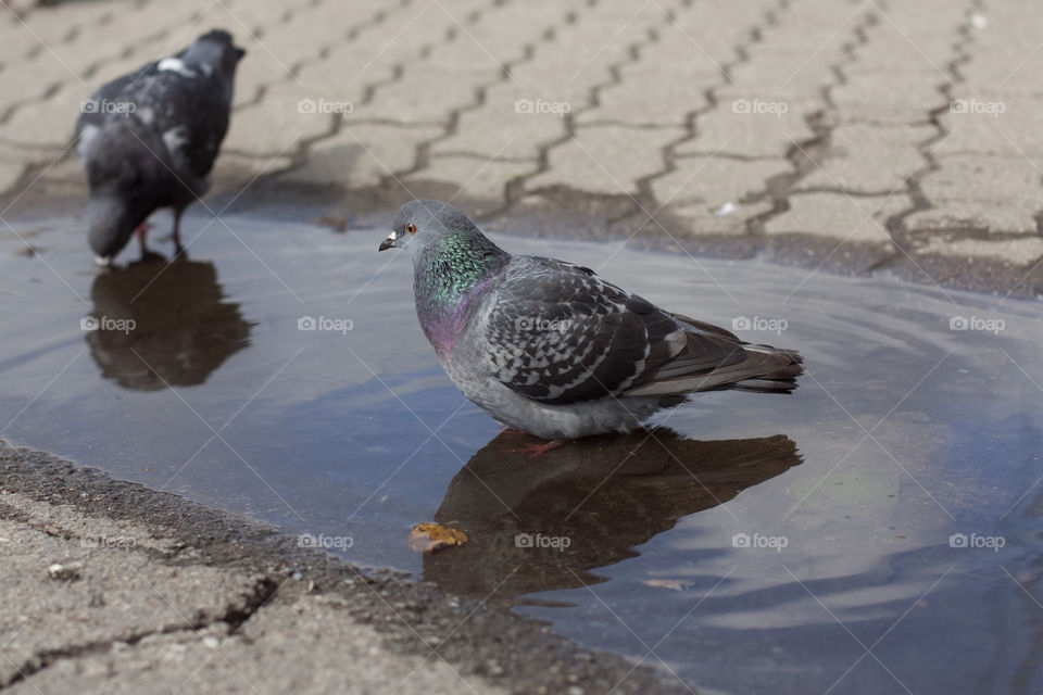 birds bathe