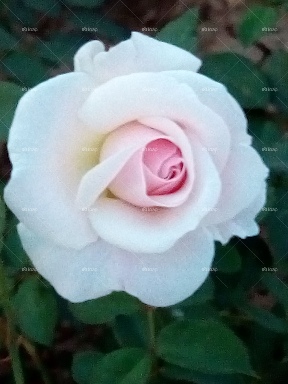 rose...the symbol of peace and love