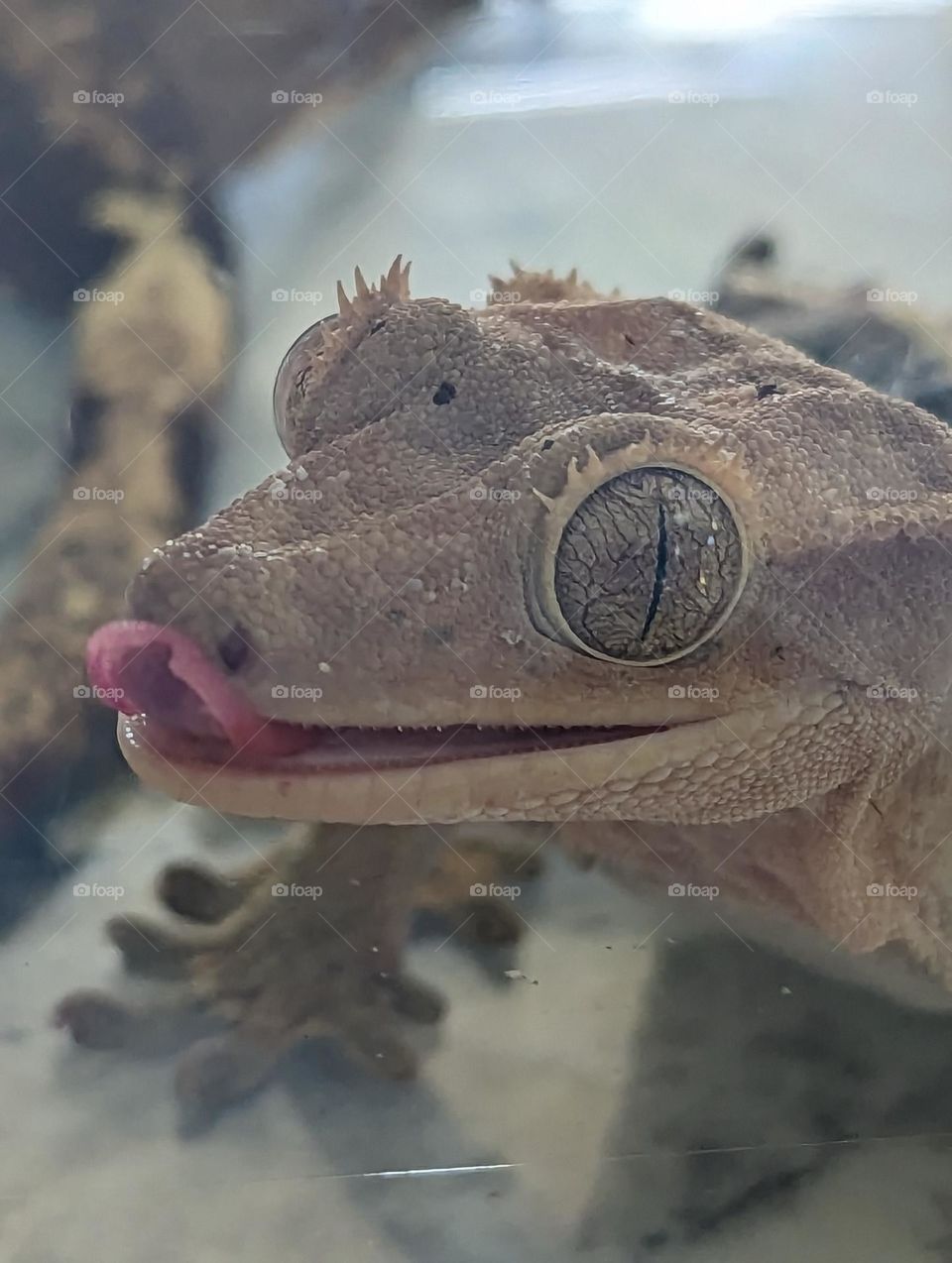 crested gecko