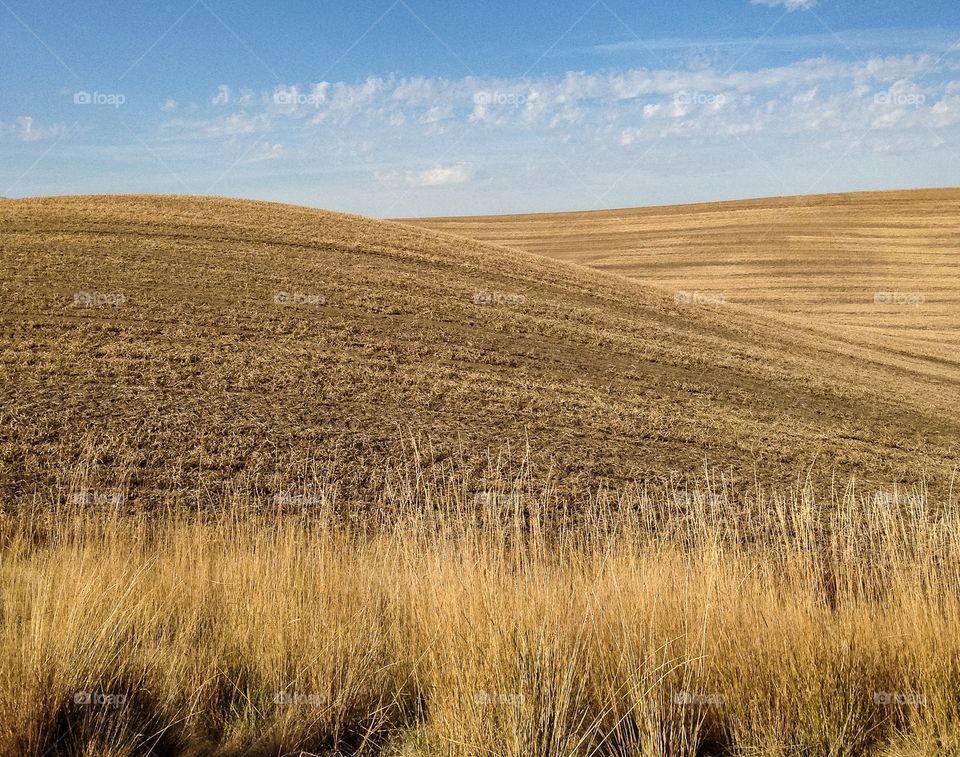 No Person, Wheat, Nature, Rural, Countryside