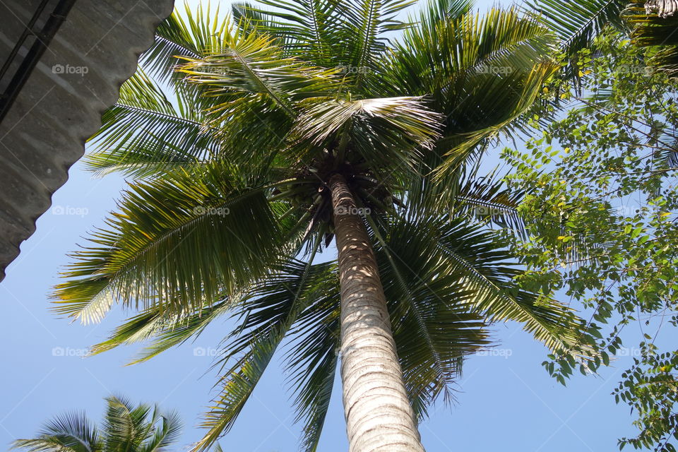 Tree, Tropical, No Person, Palm, Beach