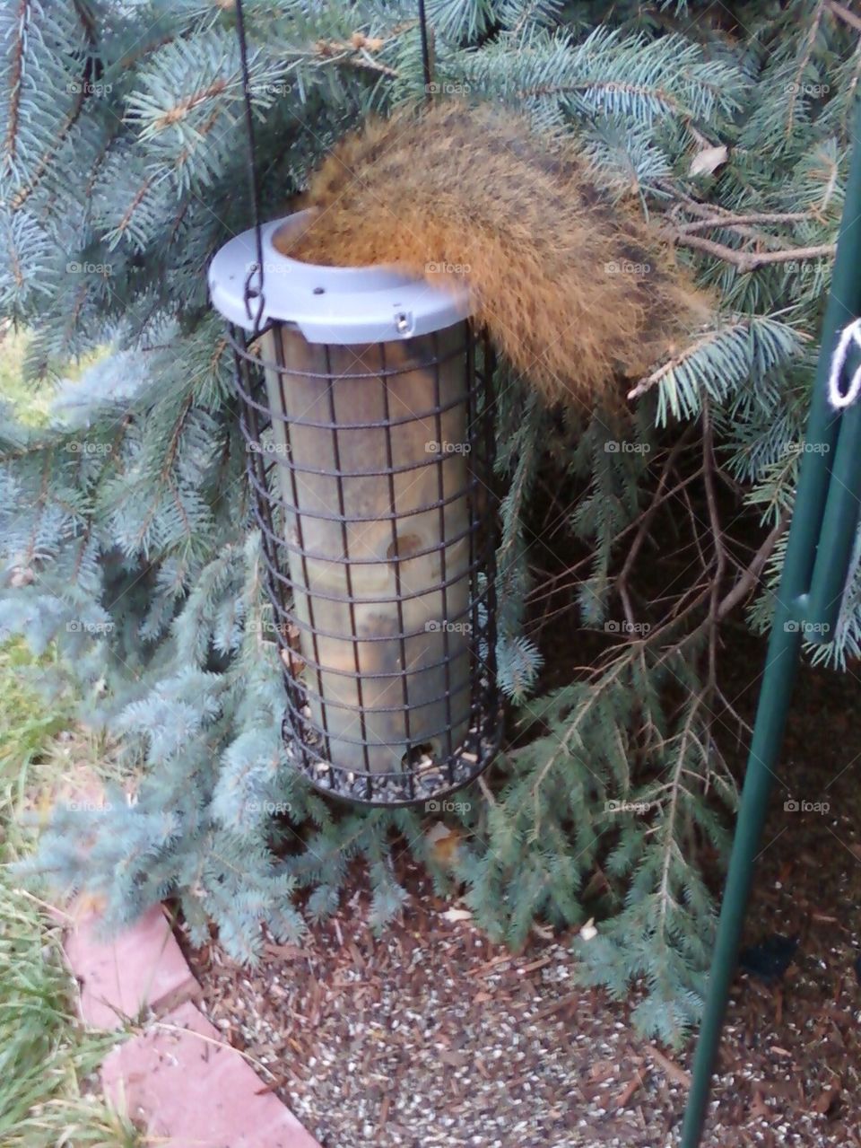 Dumb squirrel in my bird feeder