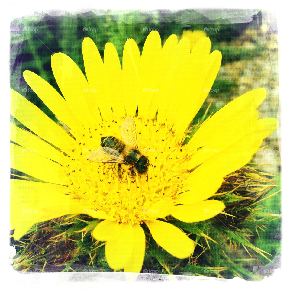 Nature, Bee, Flower, Insect, Summer