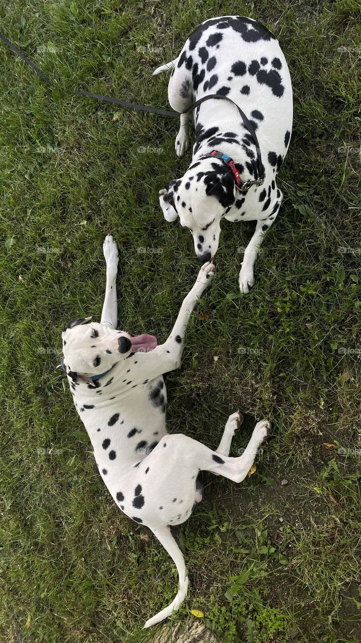 Dog Dalmatian 