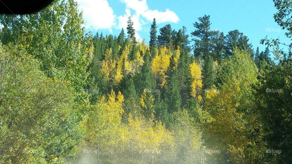 Aspen in evergreen