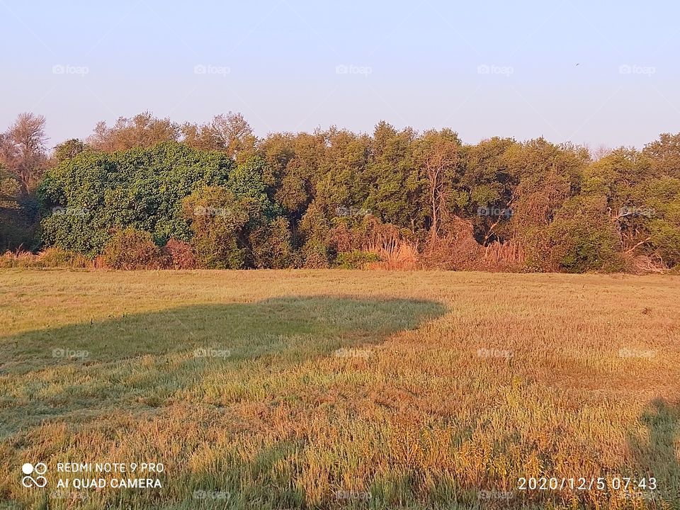 LUNGS of the earth🌳🌍