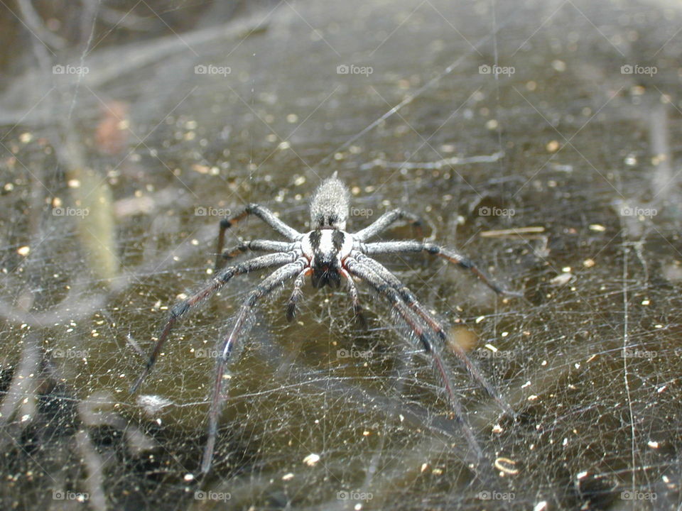 Spider on web