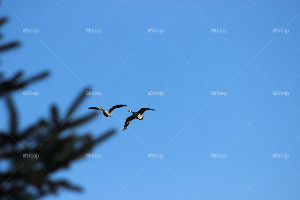 Canadian geese on a trip to their winter home on a beautiful sunny fall day under blue skies 💙