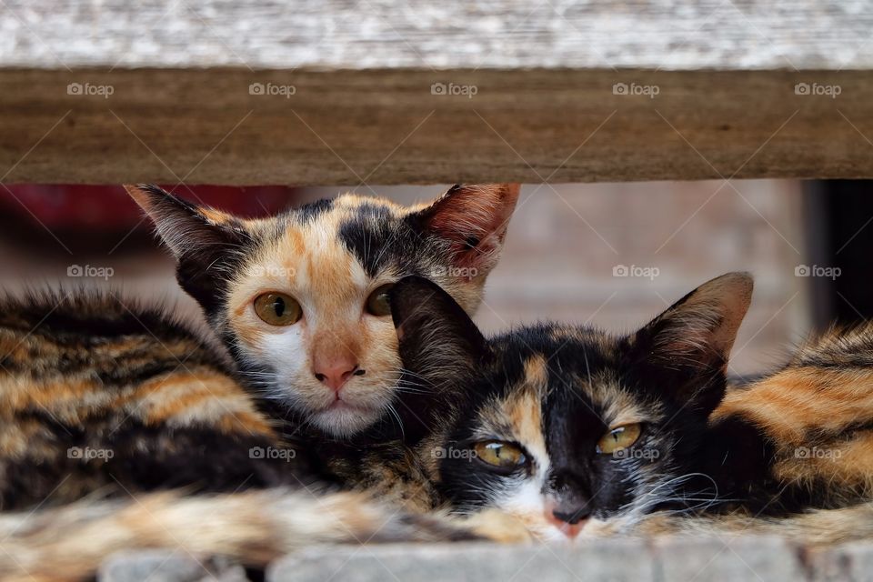 Close-up of two cats