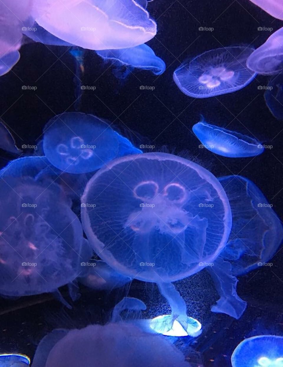 Glowing Moon Jellyfish at the Aquarium of the Pacific in Long Beach, CA.