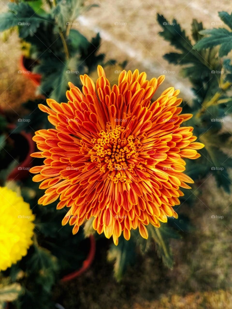 That orange flower is like a burst of sunshine on that green plant! It's like nature showing off its vibrant colours. 🌼🌿