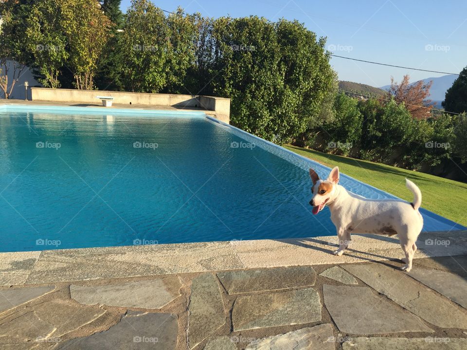 Elvis the jack russel in the pool! 🐾❤️