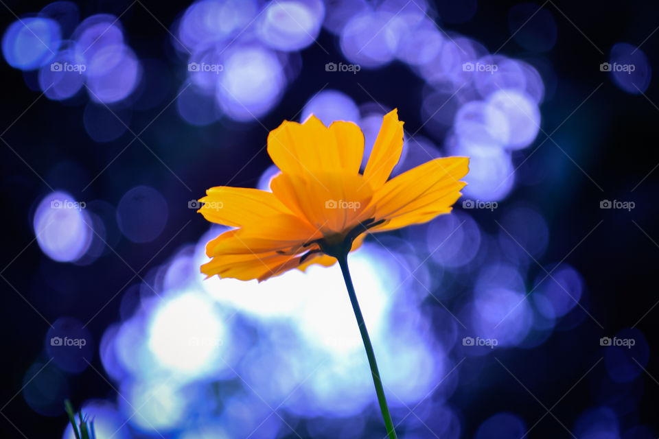 Beautiful orange flower with purple bokeh background