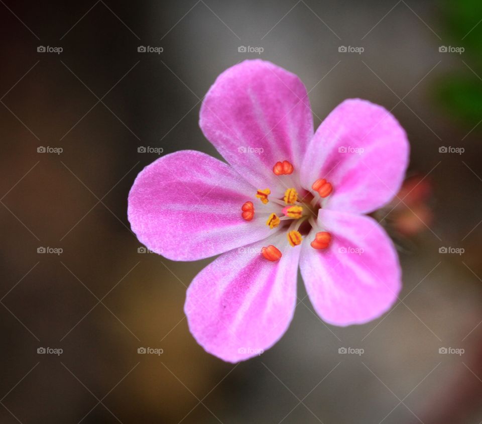 A close up of a small purple flower.