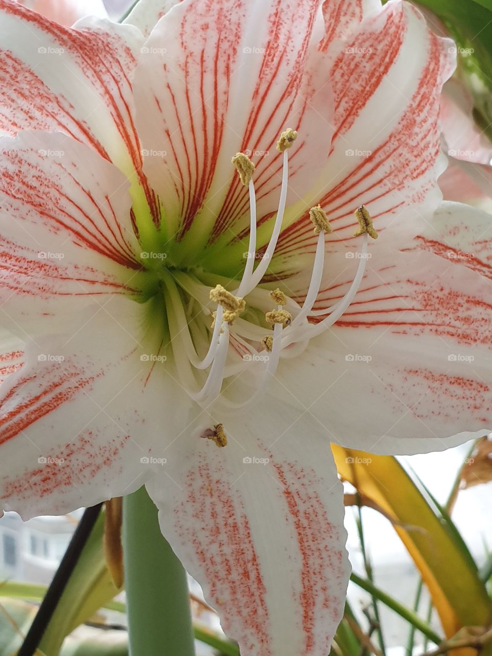 white and red stripped amaryllis closeup